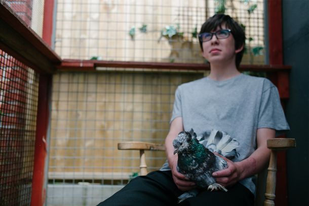 still / picture for Ferris & The Fancy Pigeon