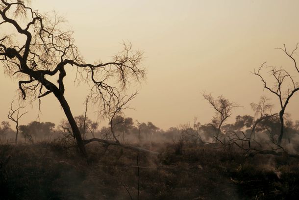 still / picture for El Árbol Negro