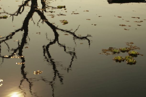 still / picture for El Árbol Negro