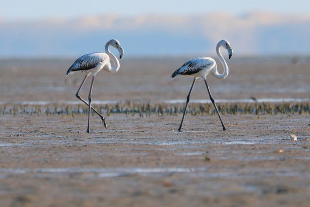 still / picture for Mangroves: Custodians of the Coast