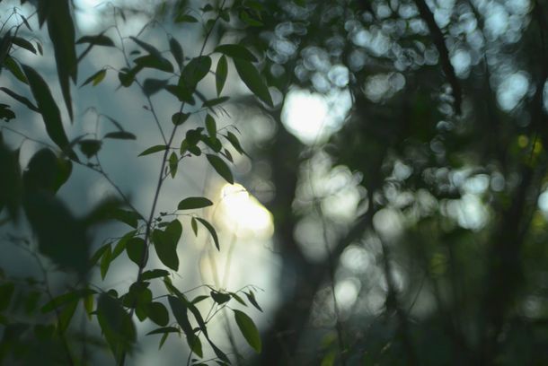 still / picture for El Árbol Negro