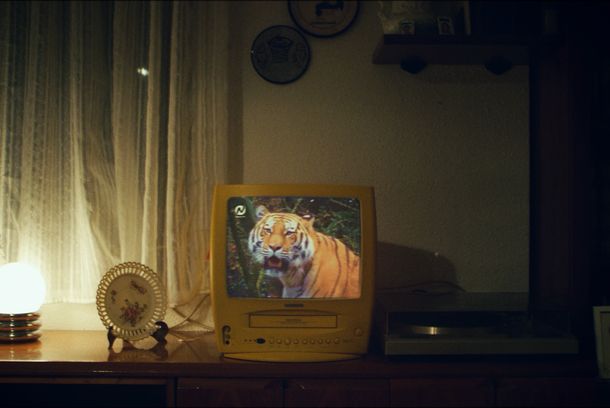 still / picture for Tigre místico