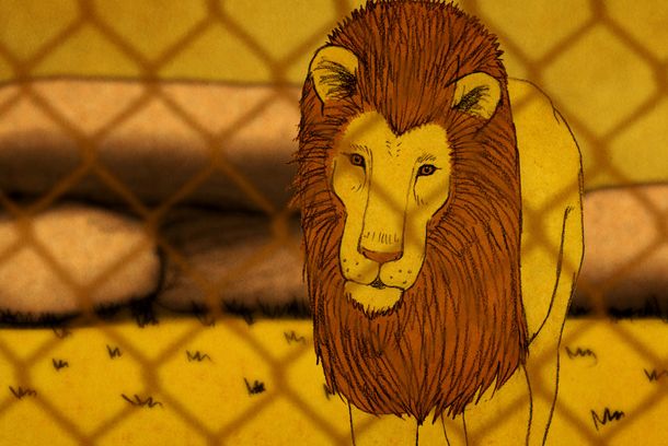 still / picture for The boy who wanted to be a Lion